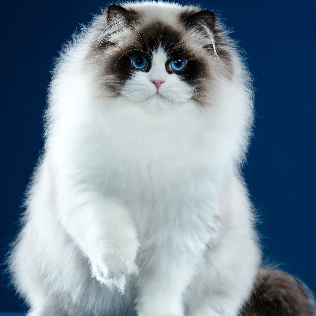 【CC喵专属】精品布偶猫活体