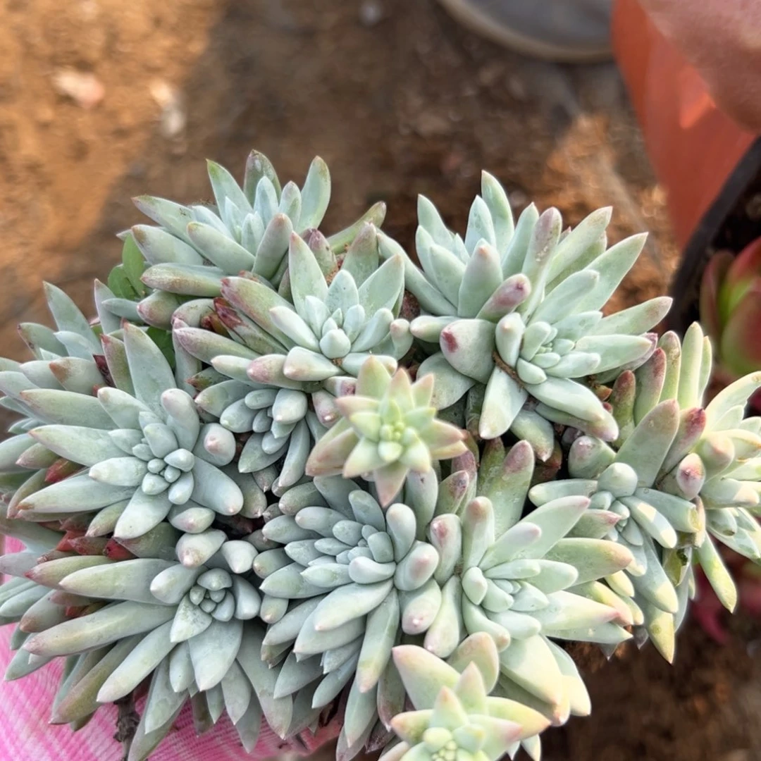 duo po s z w y x y x w x w ya