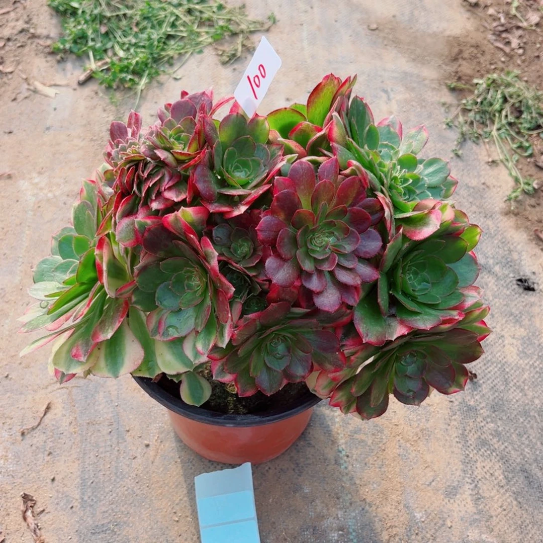 100雨荷缀化多肉植物