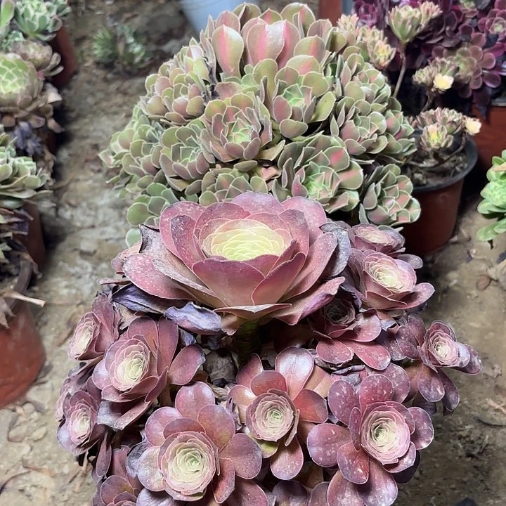 多肉植物法师2颗9