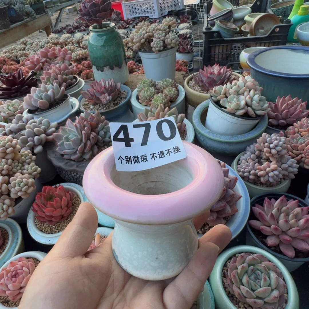 特价花盆只随单或满50发货内口5.5