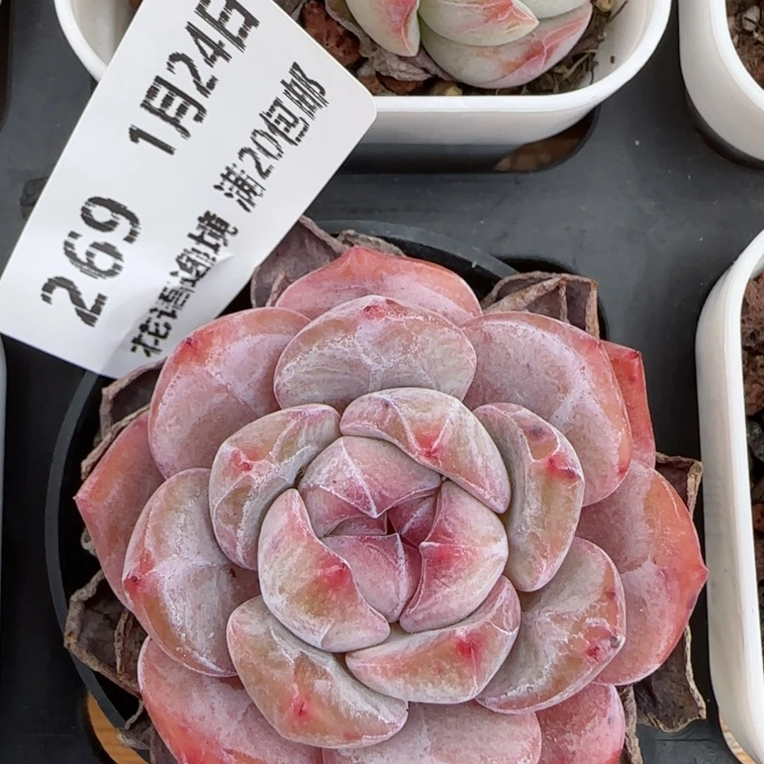 花语逸境0124-269