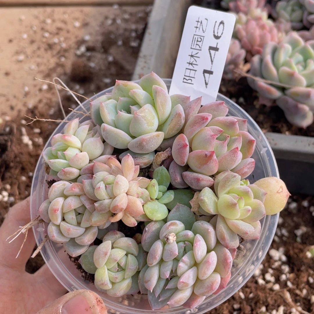 设****～多肉植物多肉植物446