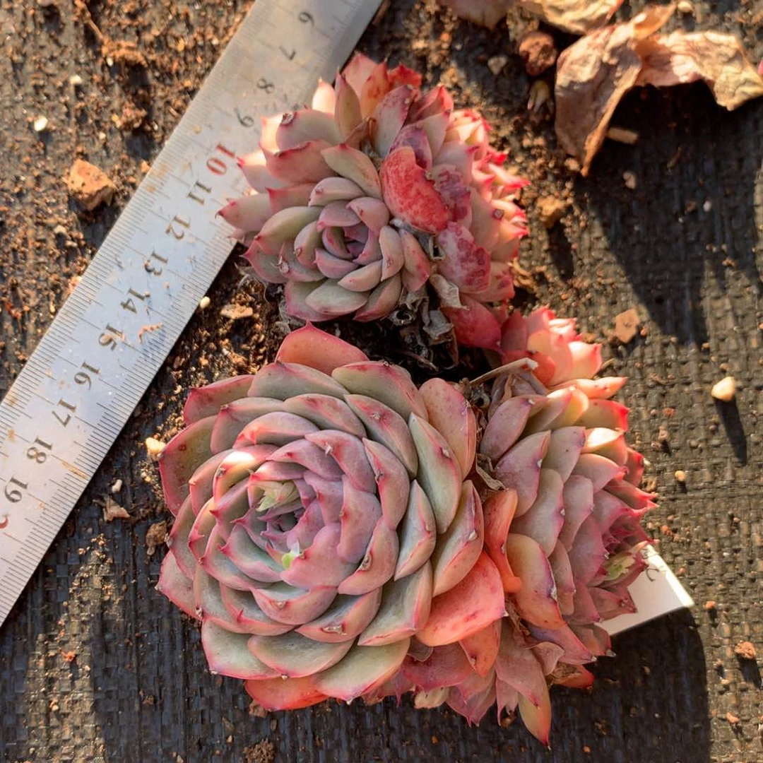 3887 杂交精品基地12厘米