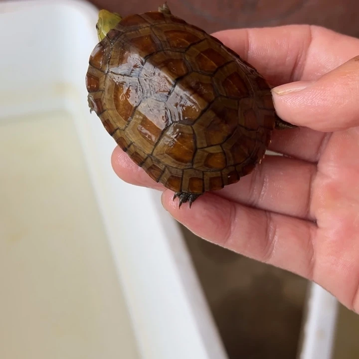 人***者母绿毛龟小青龟76号