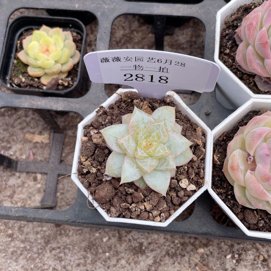 薇薇安园艺多肉2818