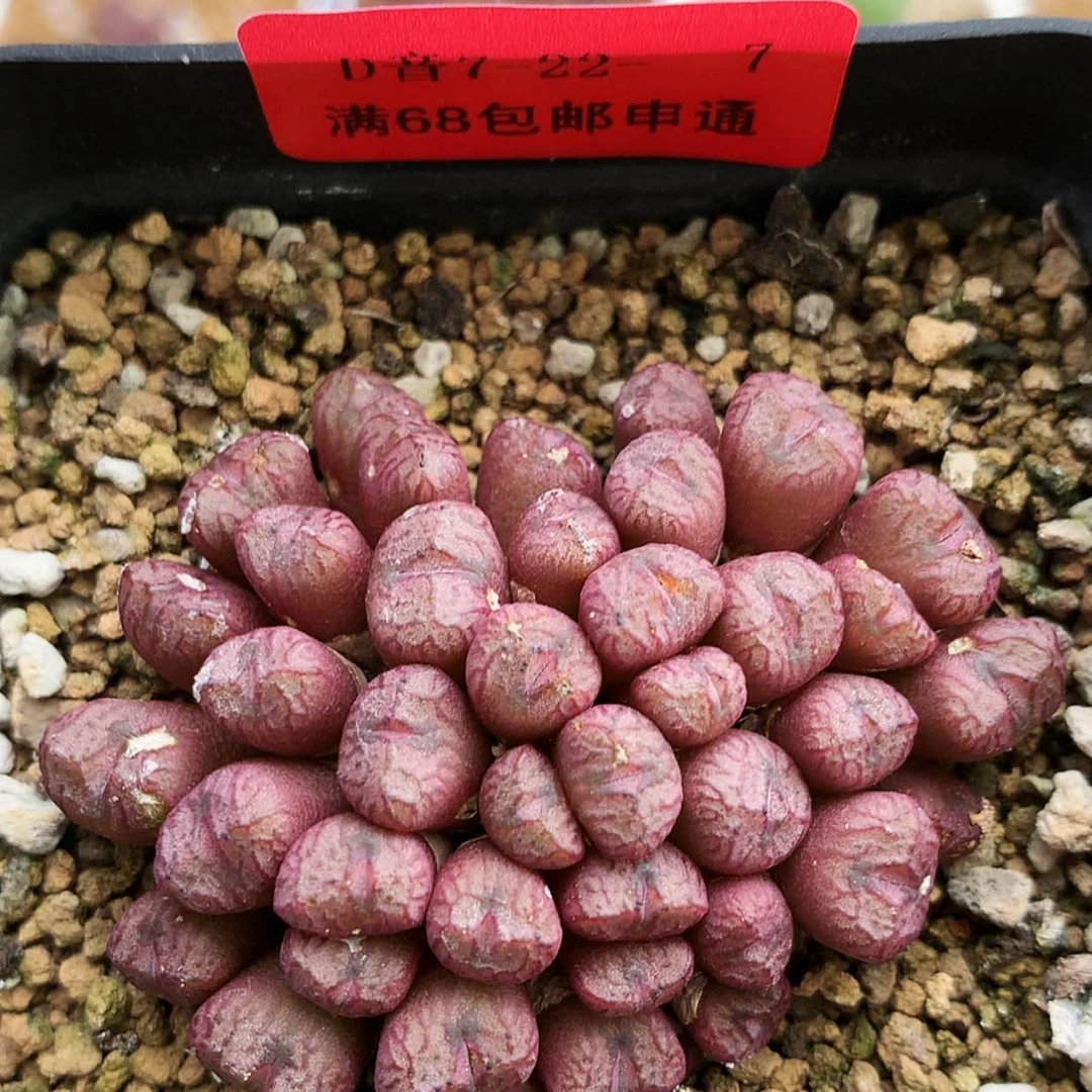 【闪购商品】7-22-7 铜壶 八