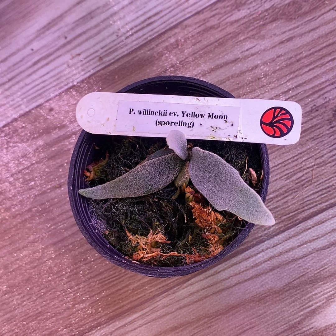 完全开放泰国株黄