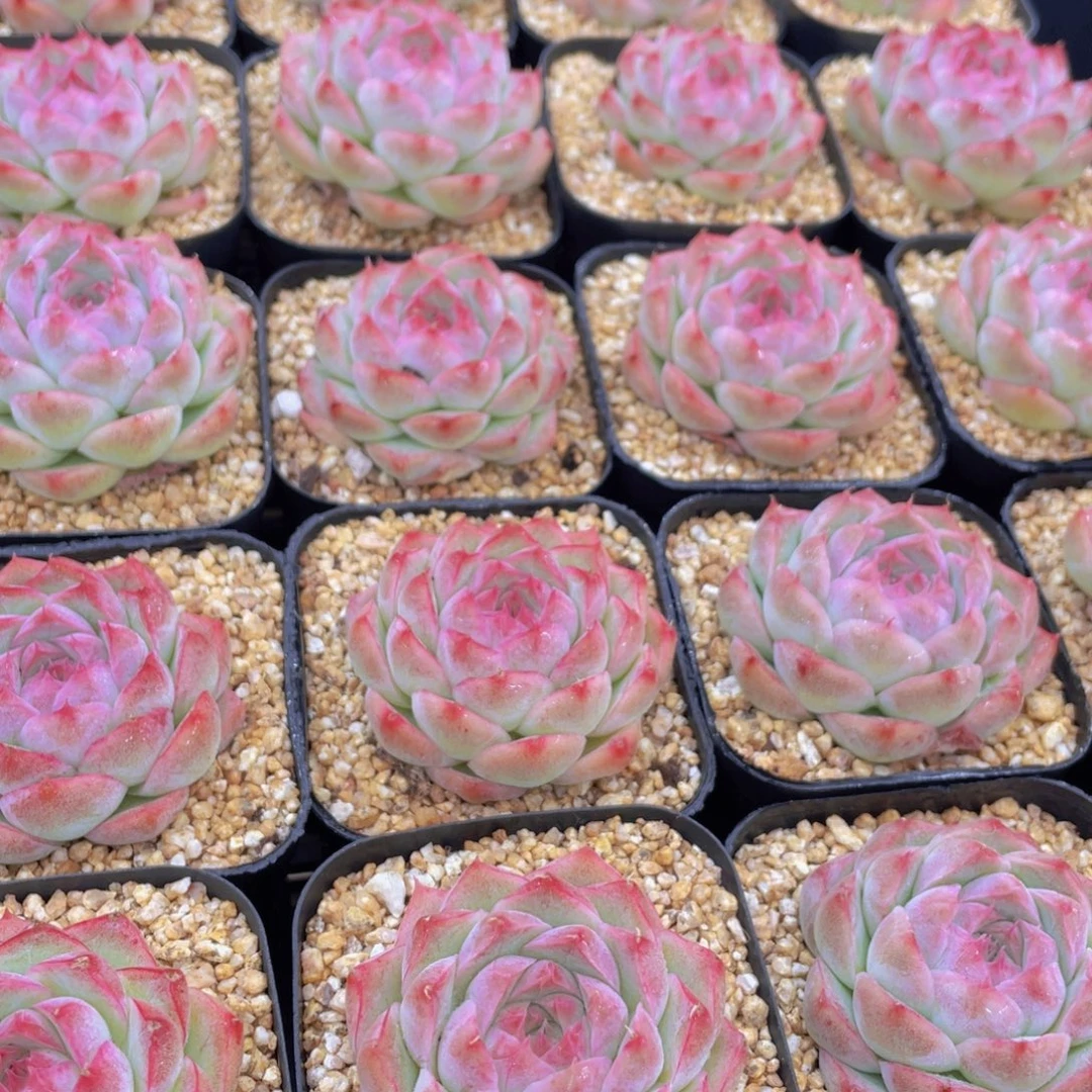 量拍65号 桃熏女王单头一个