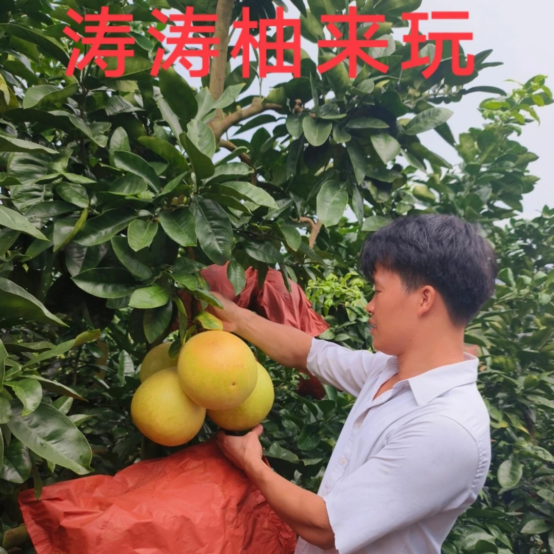 【涛涛专属】梅县三红蜜柚40斤，顺丰包邮