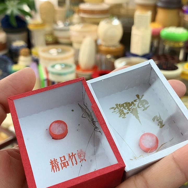 鸣***蝈两只柬埔寨➕两只紫竹蛉