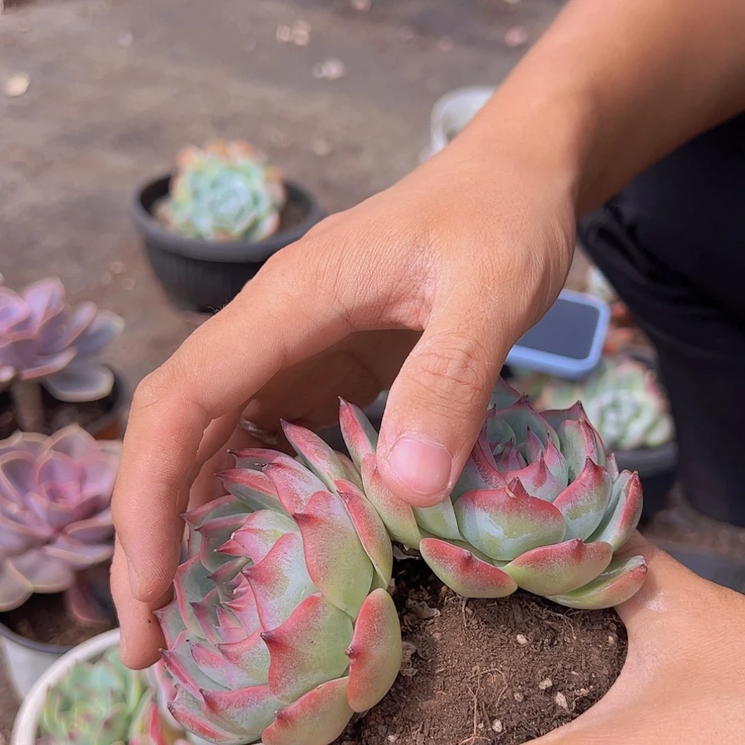 吉娃娃 双头起发 带桩子