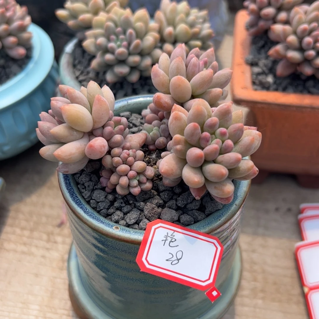 多肉植物多肉植物