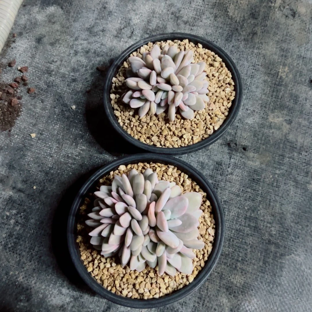 两颗粉兔多肉植物