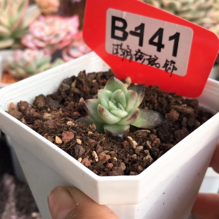 晴空珍妮锦有根有根