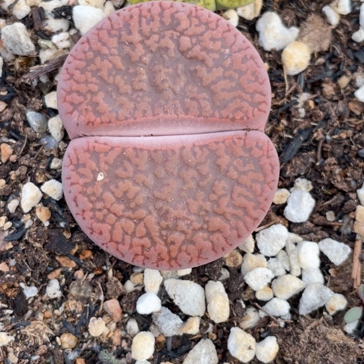 非偏远满20包邮638