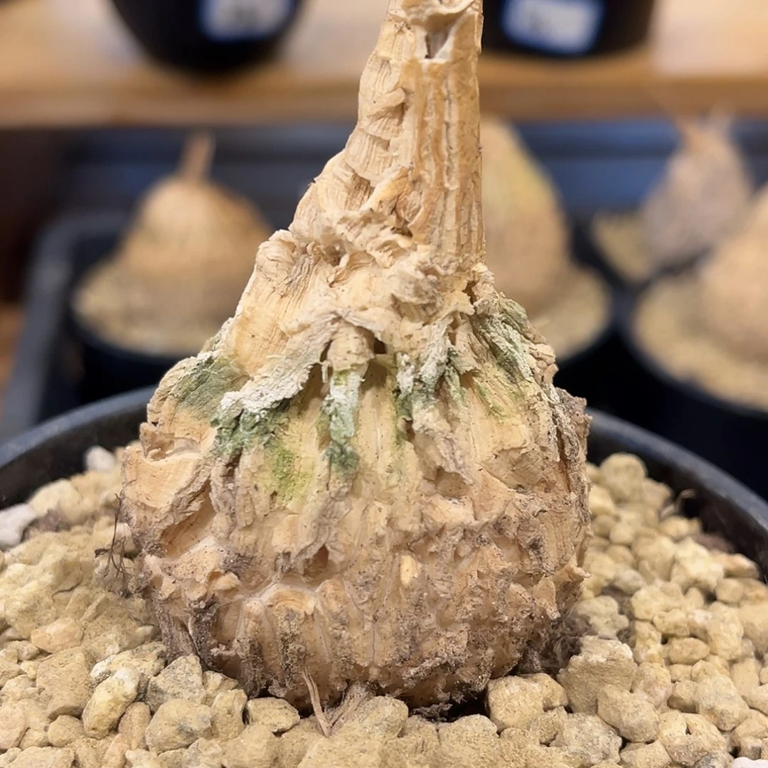潮流植物 龟甲罗魔