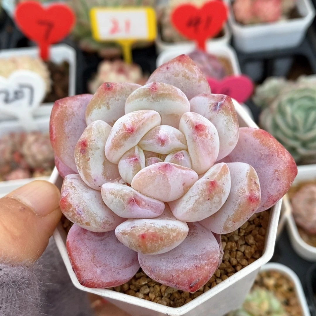 精品多肉一物一拍不包整107