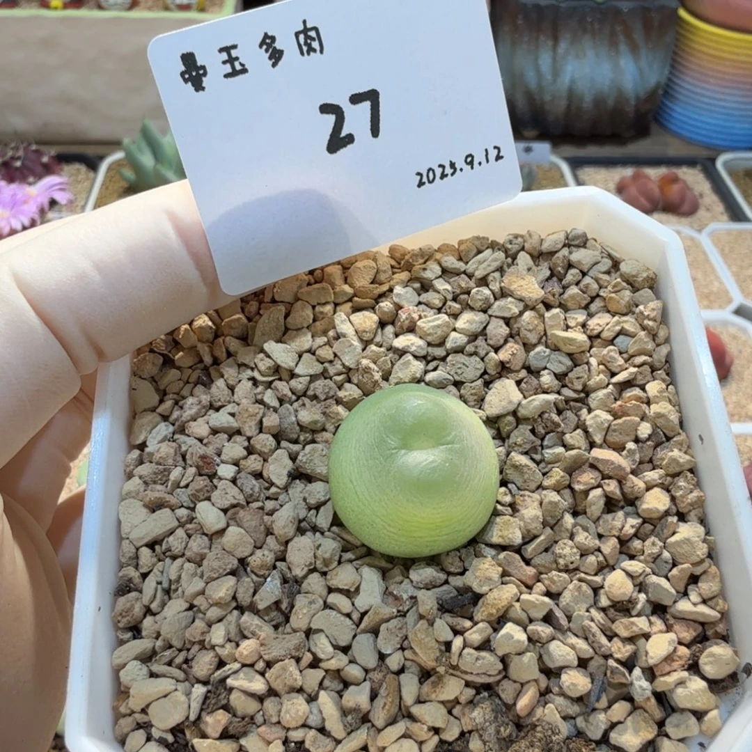 多肉多肉多肉9.12-027 拉登1.9cm
