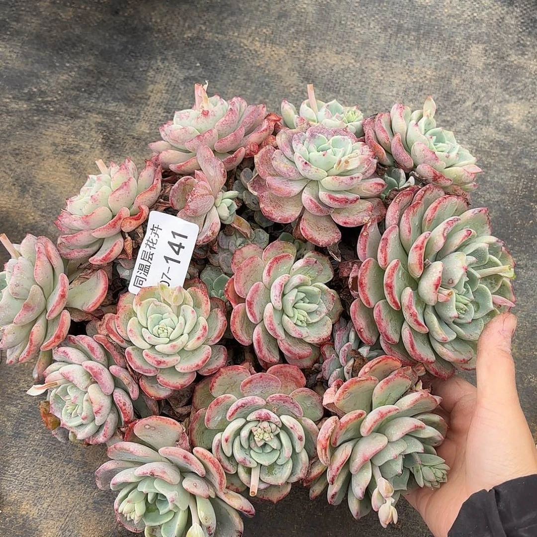 同温层多肉千山雪141