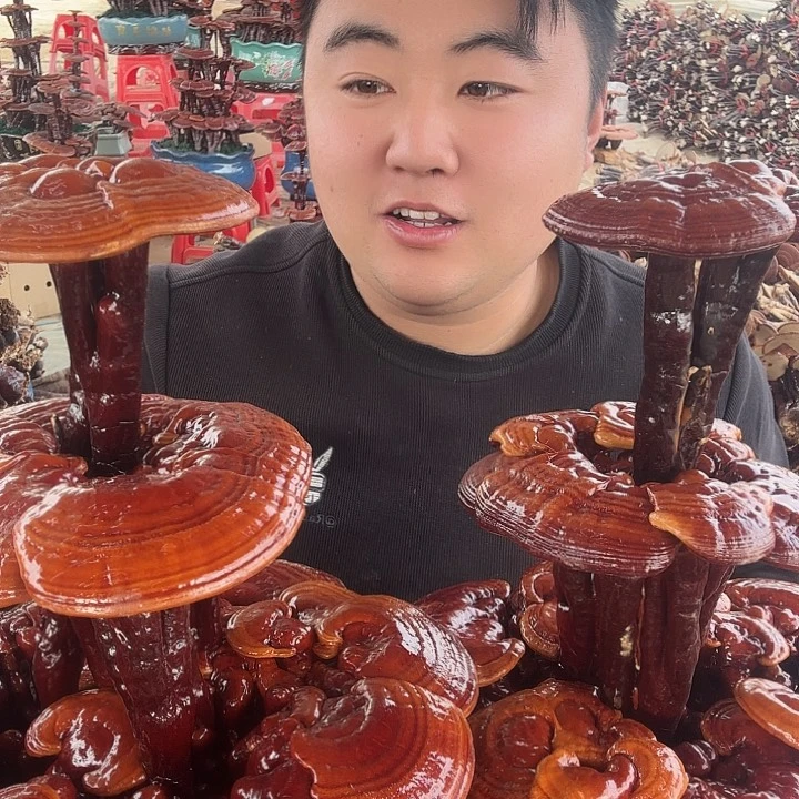 无花朵浩***刘灵芝花开了