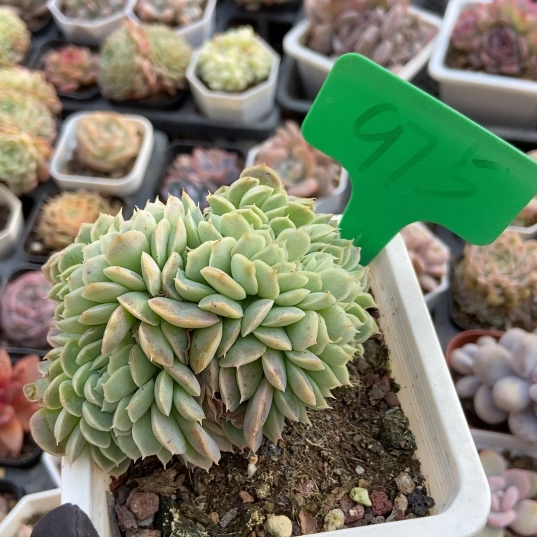 975月影缀多肉植物保护