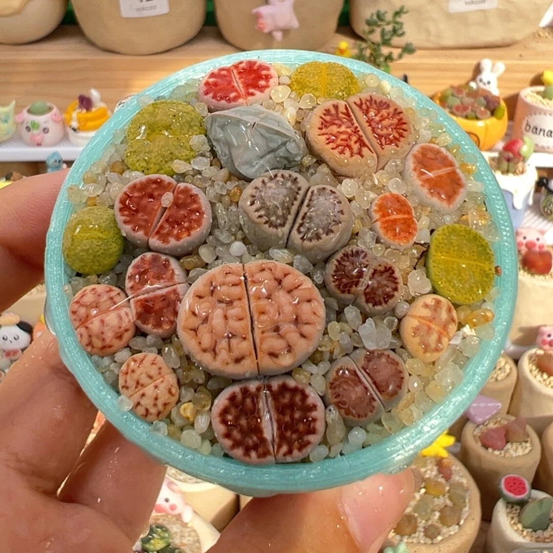 多肉植物37号彩色