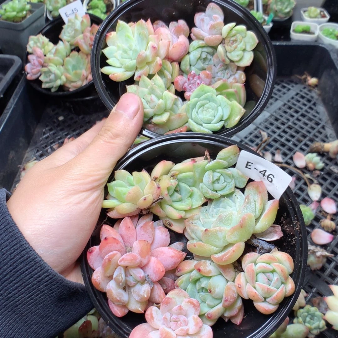 无花朵E46一英语英语英语英语英语英语