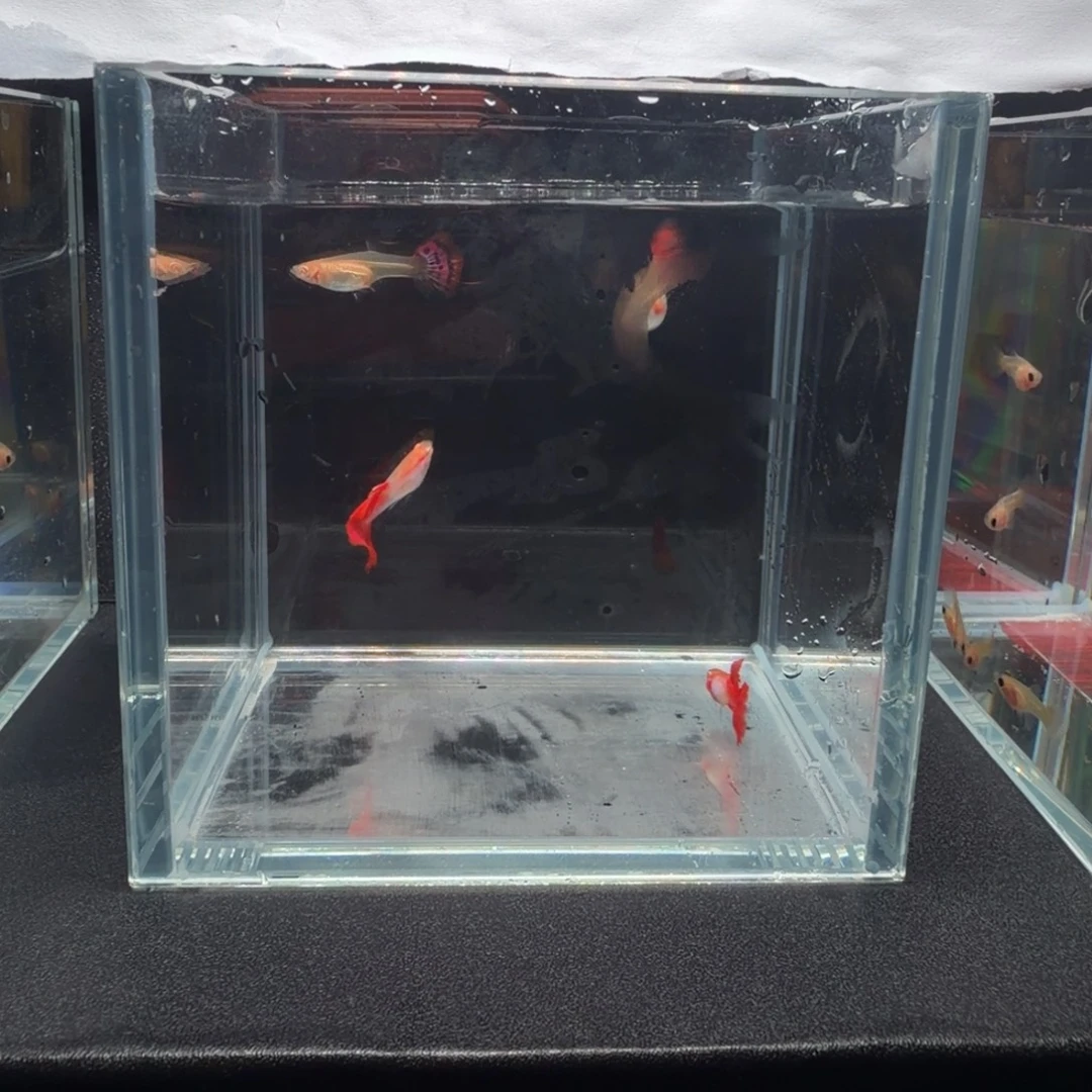 孔雀鱼拉珠丽红尾2对