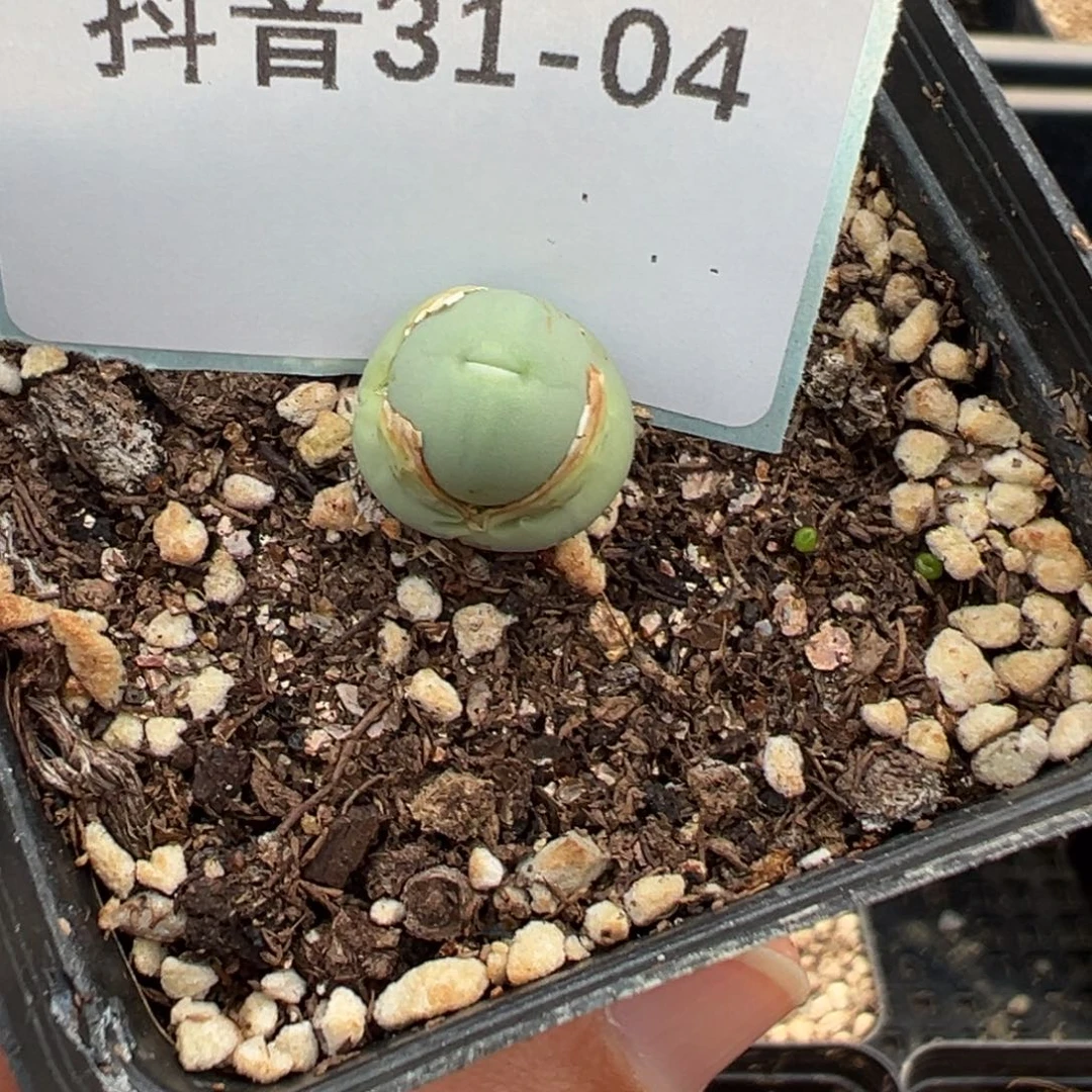 31-04肉锥多肉植物