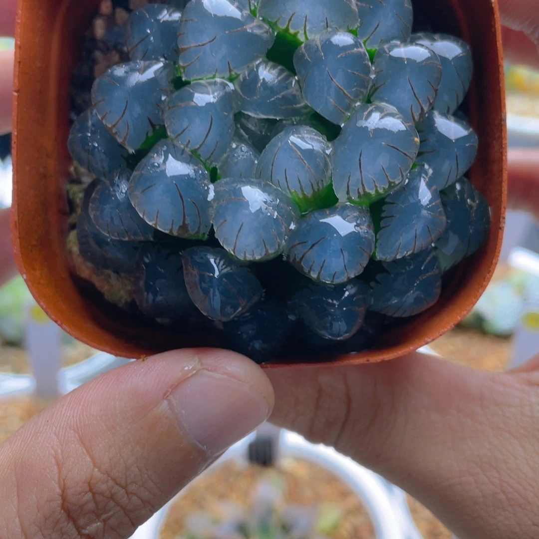 38.十二卷大紫冰灯玉露。