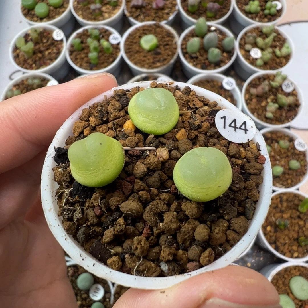 拉登一颗脱土1440000