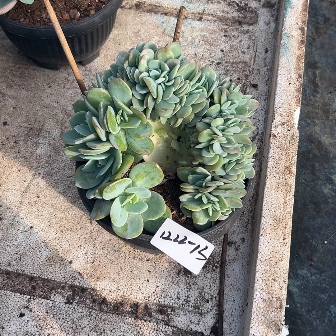 小***虾1222-13白凤缀多肉植物