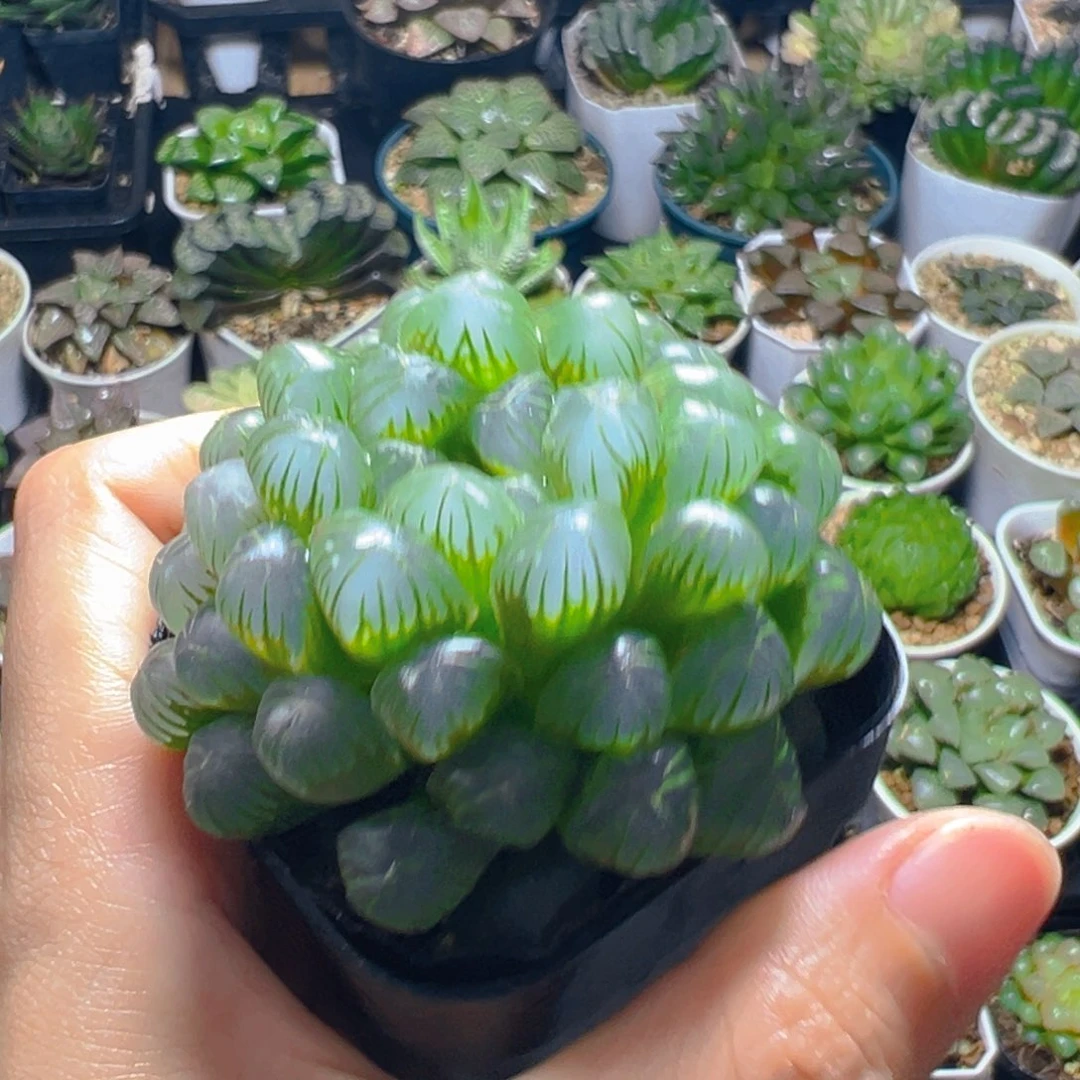 糯肌玉露多肉多肉多肉