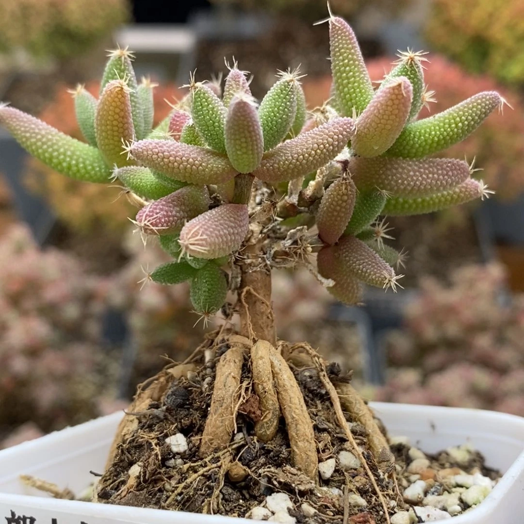 实生玉米5854枝干番杏