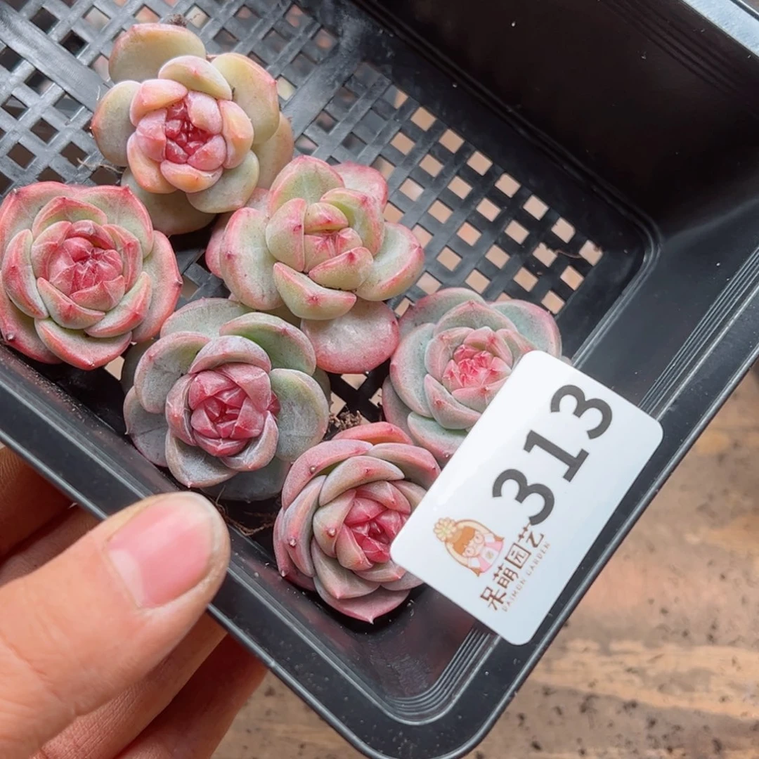 N****?多肉植物多肉植物