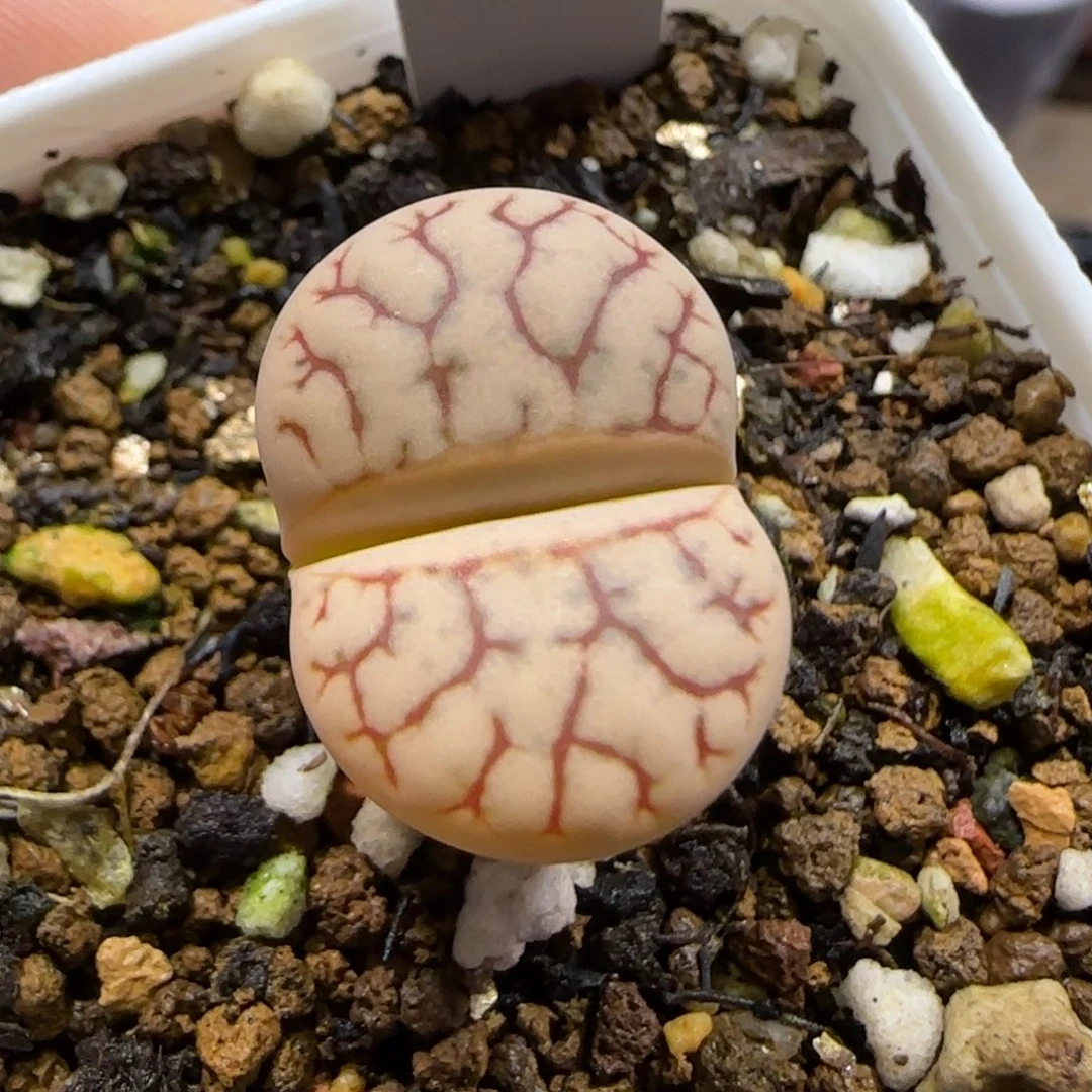 12.23。     383武岚玉。   2011