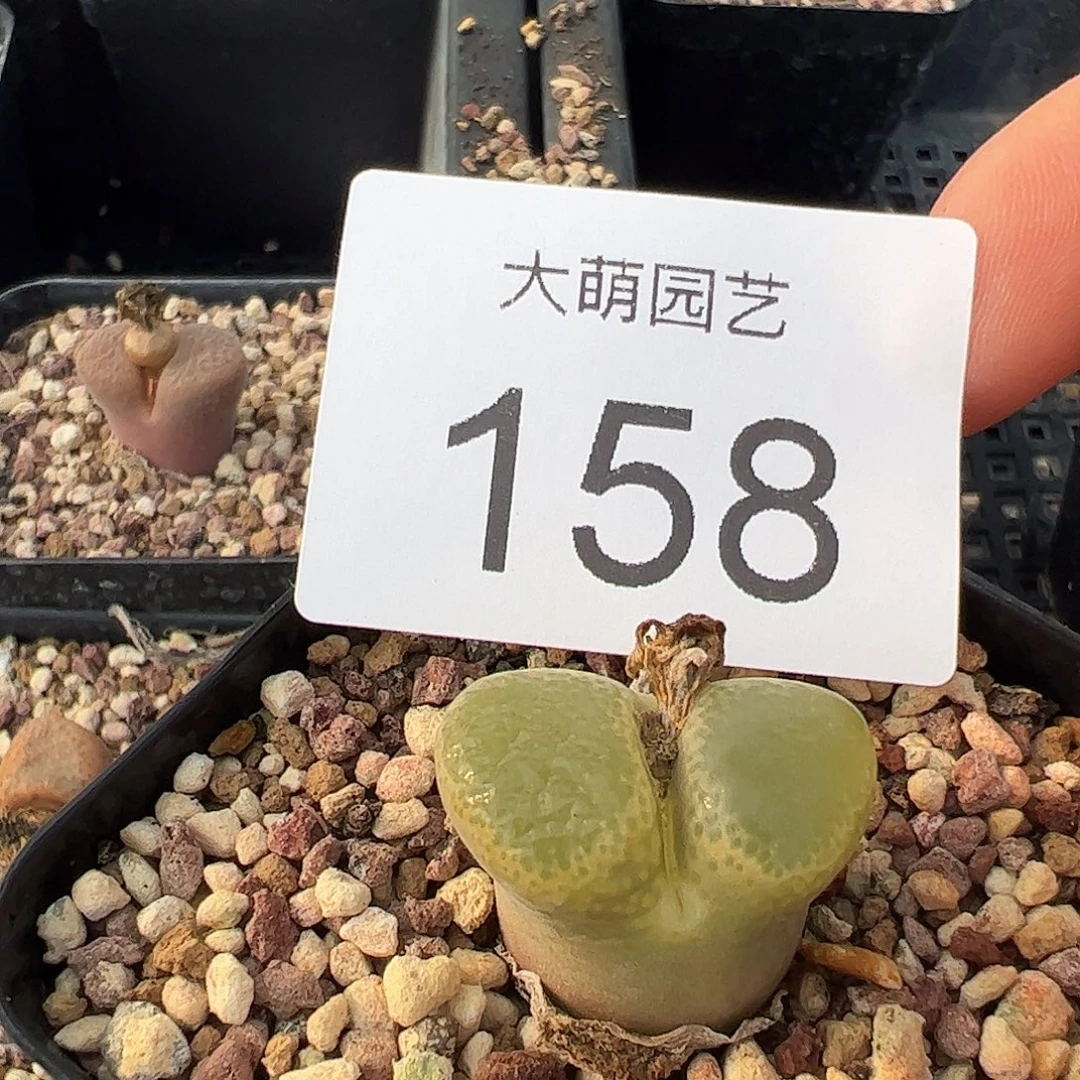 一物一拍             脱土发158