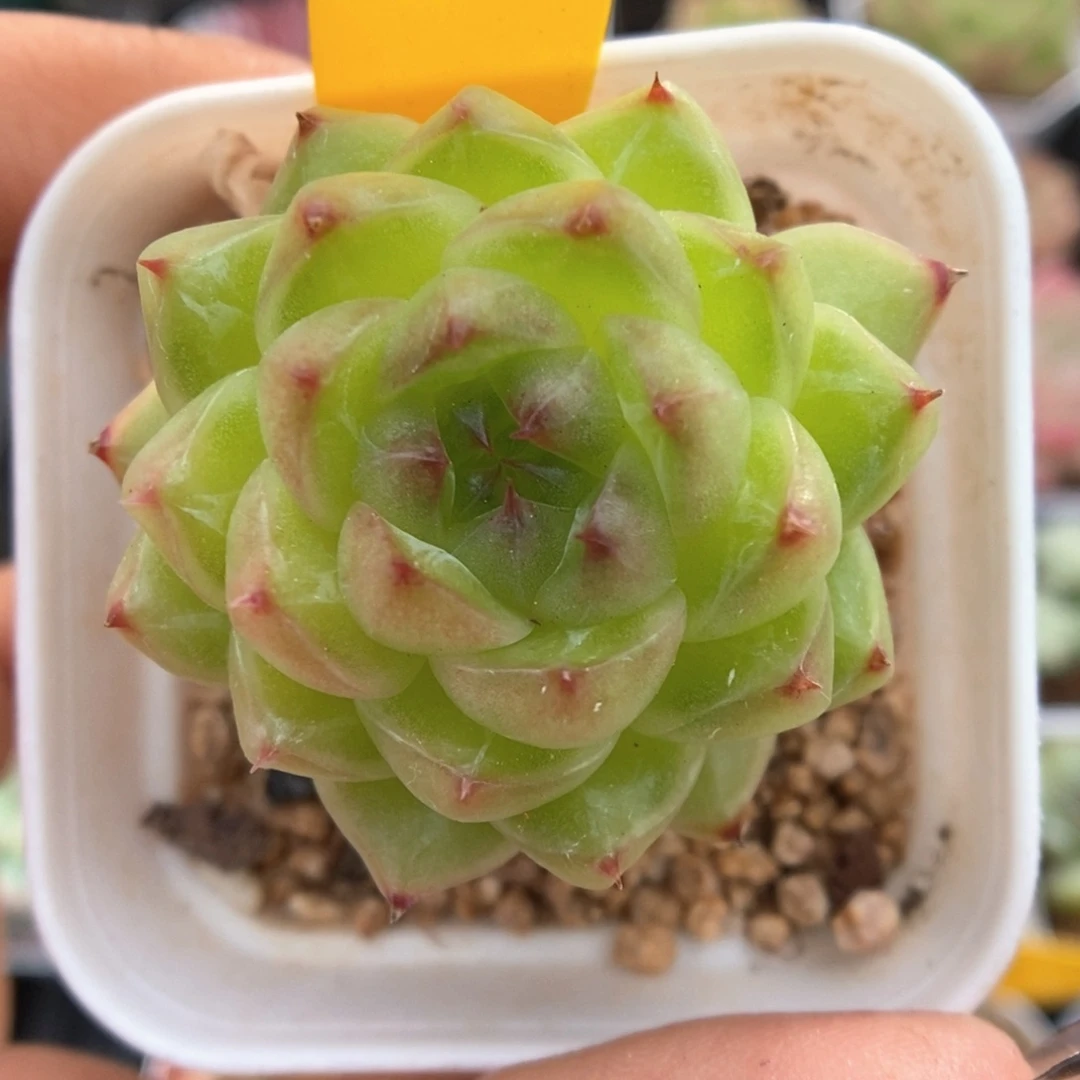 润玉珍妮531号。