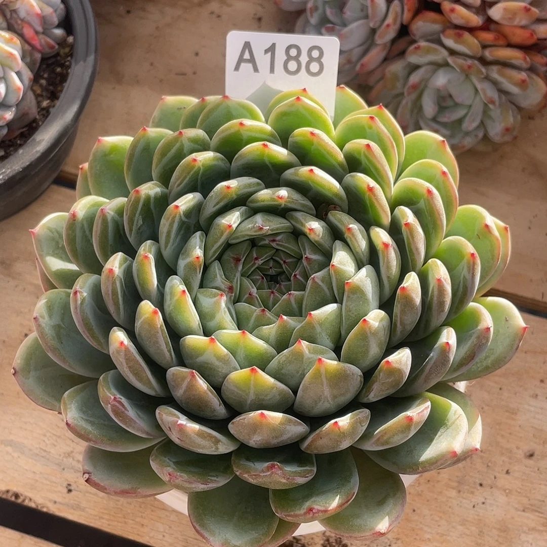 188多肉植物多肉植物