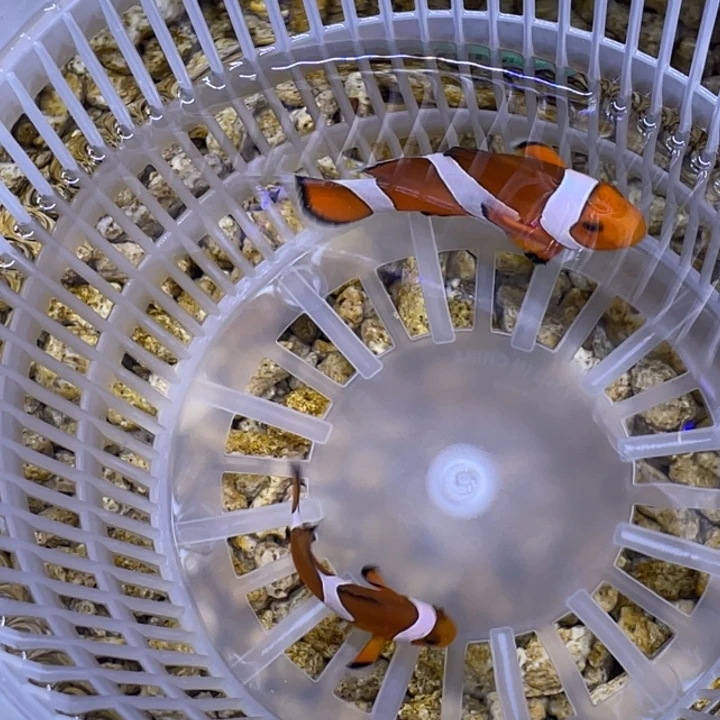 低***事海水鱼野生公子一对顺丰包邮