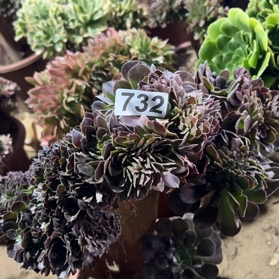 深***哥多肉植物一个荷兰732