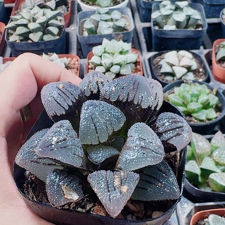 时***苒无花朵十二卷紫梦福利