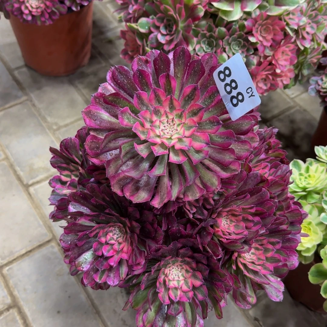 多肉植物888红桐柏