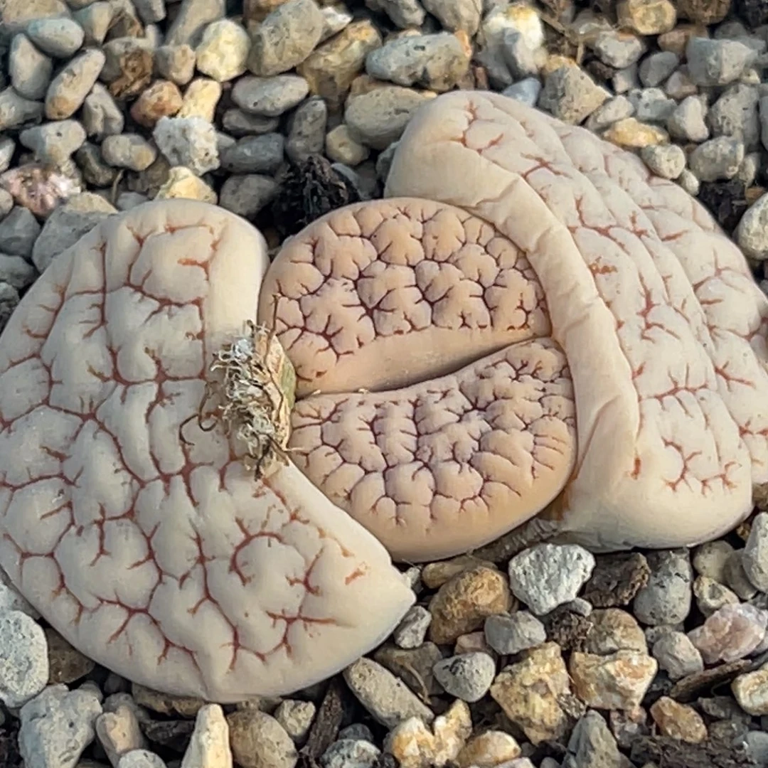 9375红纹189一颗。