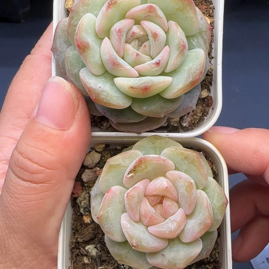 【满29包邮非偏远】407开播福利两颗