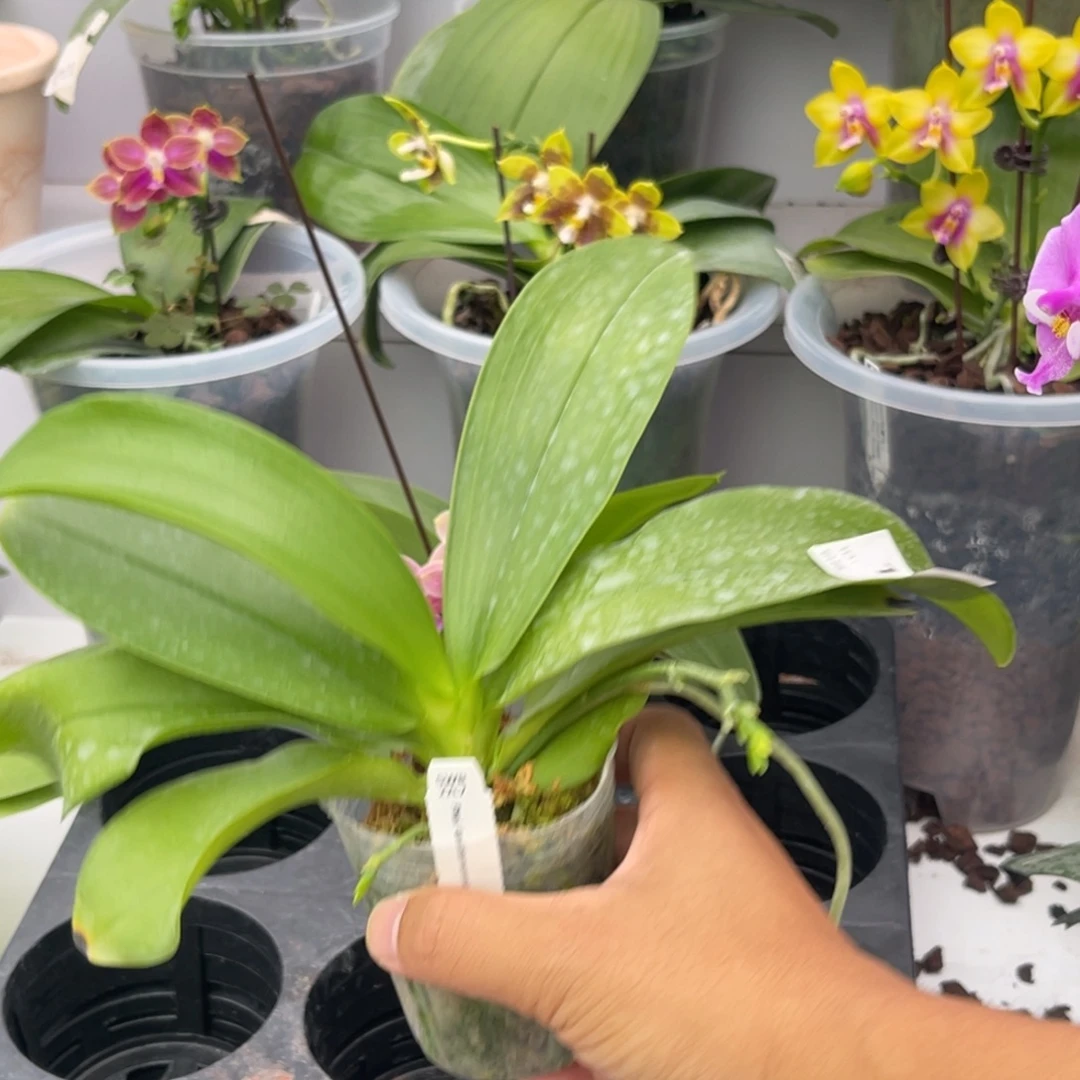 完全开放1242 2.5寸四梗22L7红路德 一物一拍