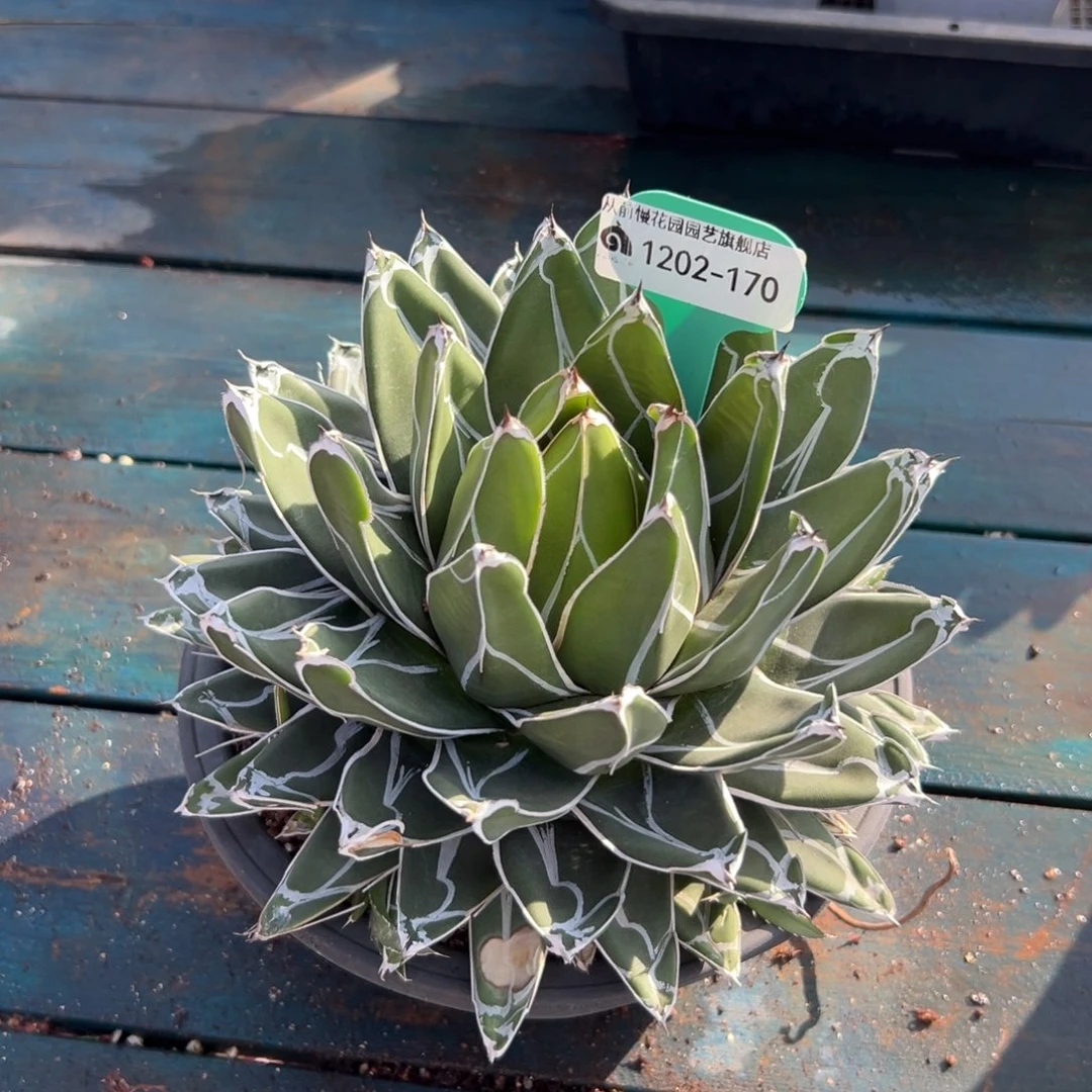 从前慢花园多肉编号1202-170