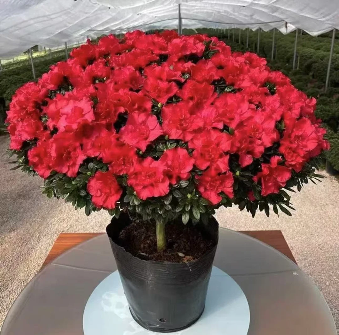 精选带花苞杜鹃花盆栽独杆老桩四季开花阳台好养花卉