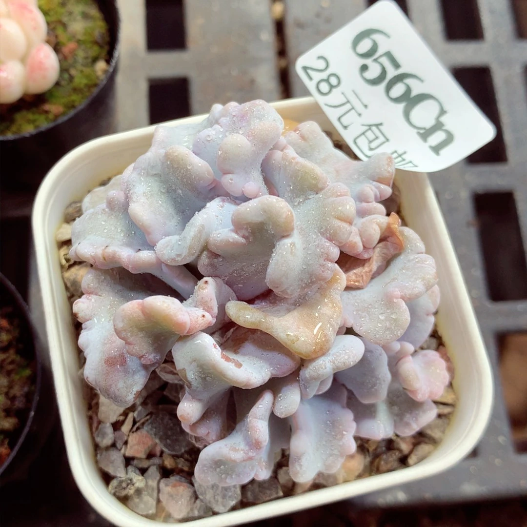 5厘米盆精控多肉656